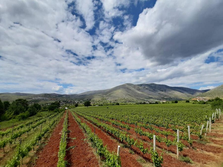 rows of vines at 'Dio Fili' vineyards in the background of blue sky and mountains